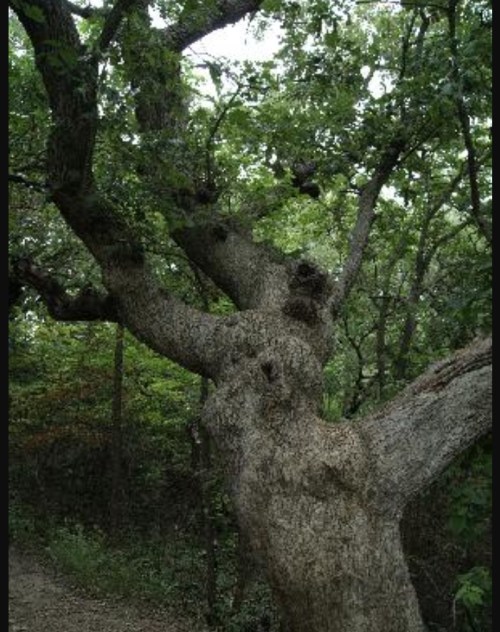 A large, gnarled tree with thick branches and lush green leaves in a wooded area.