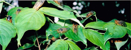 A cluster of cicadas resting on green leaves in a natural setting.