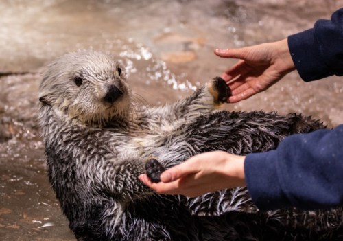 A playful otter lies on its back while a person gently holds its paws in a water-filled environment.