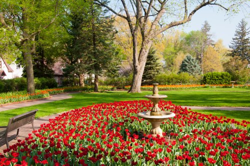 A vibrant garden filled with red tulips surrounds a decorative fountain, with trees and pathways in the background.