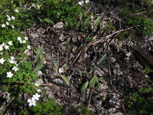 A forest floor covered with green leaves, small white flowers, and scattered dry leaves.