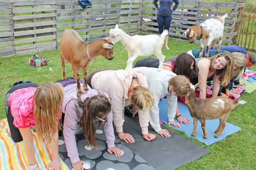 A group of people doing yoga outdoors with goats playfully climbing on their backs.