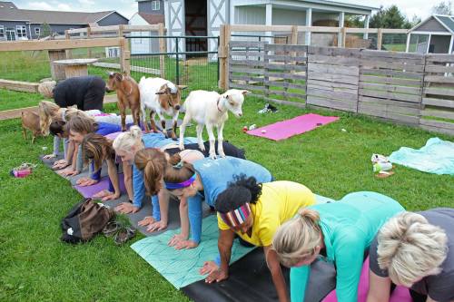 A group of women doing yoga outdoors, with goats playfully standing on their backs.