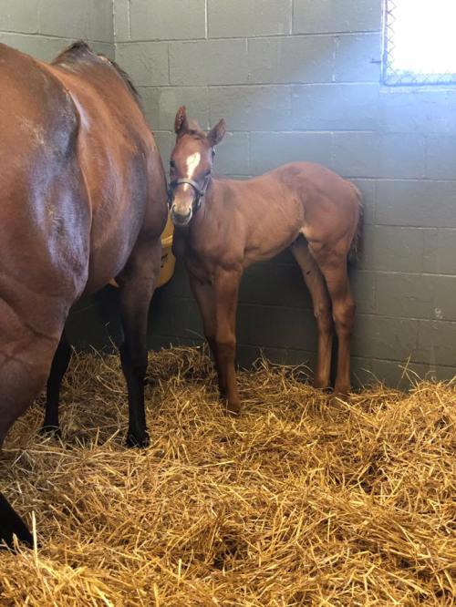 A young foal stands beside its mother in a stable, surrounded by straw and a gray wall.