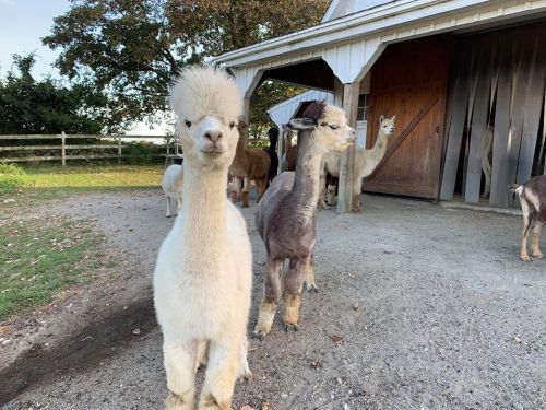 Two alpacas stand in front of a barn, one with a fluffy white coat and the other with a darker, shorter coat.