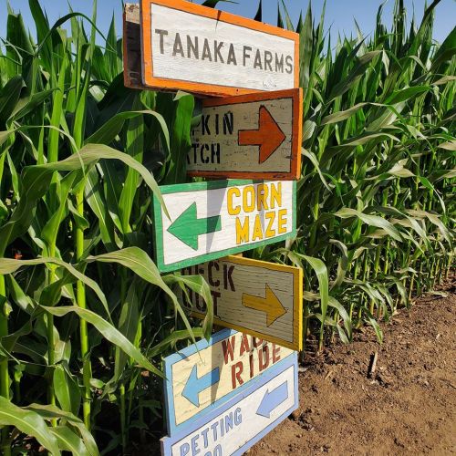 Colorful directional signs at Tanaka Farms, pointing to attractions like a corn maze, pumpkin patch, and petting area.
