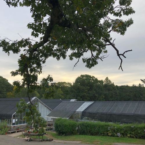 A greenhouse surrounded by greenery under a cloudy sky, with a tree branch in the foreground.
