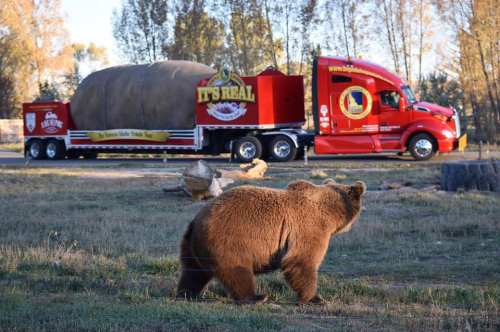 A bear walks near a red truck transporting a large, round object, set against a backdrop of trees.