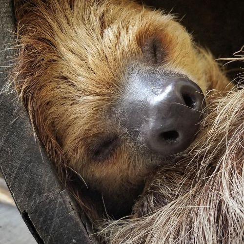 A close-up of a sleeping sloth, with its eyes closed and nose resting on its fur.