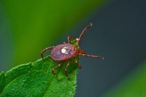 A close-up of a tick perched on a green leaf, showcasing its reddish-brown body and distinctive shape.