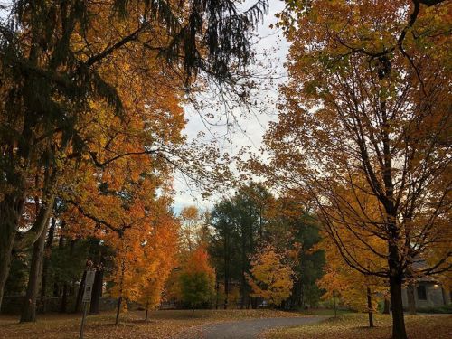 A scenic view of a tree-lined path surrounded by vibrant autumn foliage in shades of orange and yellow.