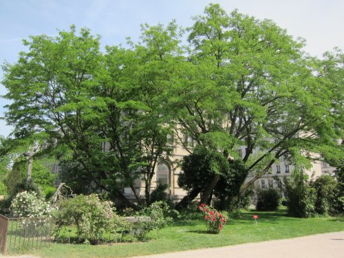 Lush green trees in a park setting, with a building partially visible in the background and blooming flowers in the foreground.