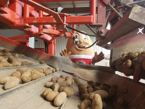 A cartoonish potato mascot stands behind a potato harvester, with freshly harvested potatoes on the conveyor belt.