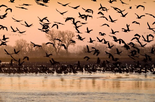 A flock of birds takes flight over a tranquil waterway at sunset, silhouetted against a warm, golden sky.