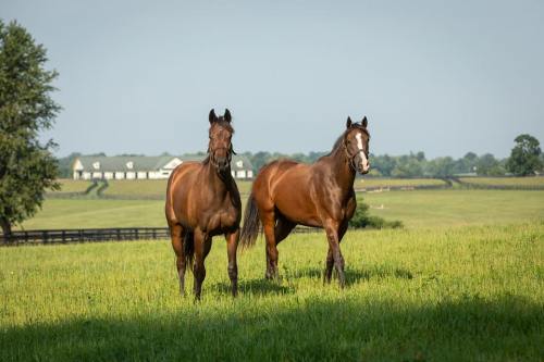Two brown horses stand in a lush green field with a distant farmhouse and trees in the background.