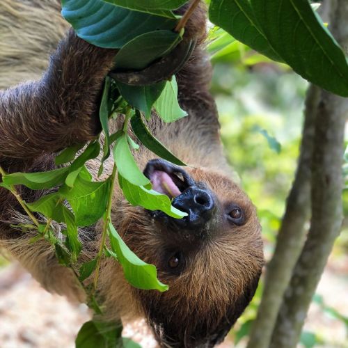 A sloth hanging upside down from a tree branch, munching on green leaves in a lush, natural setting.