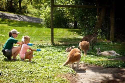 A child and an adult in gloves interact with kangaroos in a grassy area at a zoo or wildlife park.