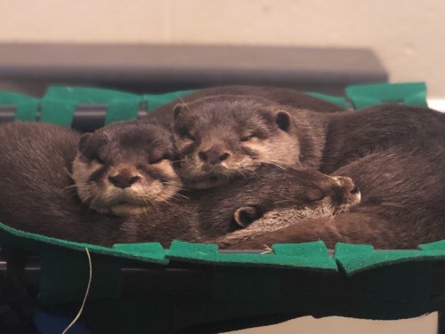 Three otters cuddling together on a green mat, resting peacefully in a cozy pile.