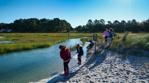 Children exploring a sandy shoreline by a marsh, with tall grass and trees in the background under a clear blue sky.