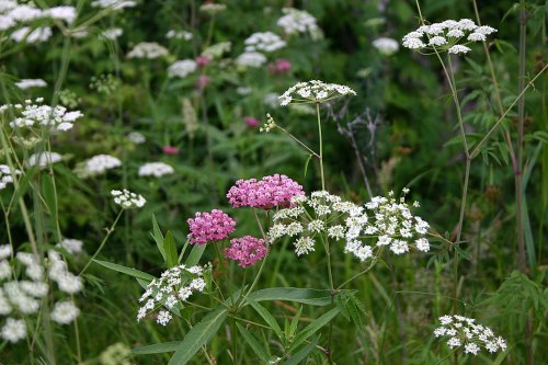 A vibrant field of wildflowers featuring clusters of pink and white blooms among lush green foliage.