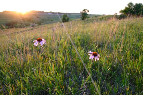 Two purple flowers stand in a grassy field, with a sunset illuminating the landscape in the background.