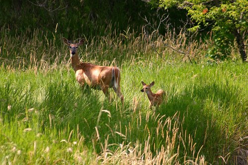A doe and her fawn stand in a lush green field, surrounded by tall grass and trees in the background.