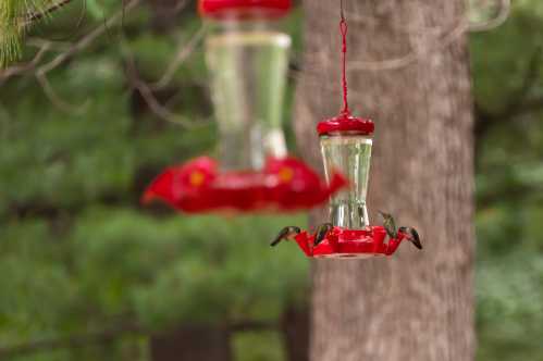 Two hummingbird feeders hang from a tree, with several hummingbirds feeding at the bright red ports.