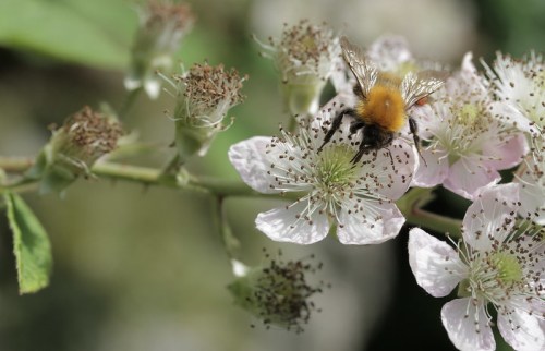 A close-up of a bee on a pink flower, surrounded by green leaves and other blossoms.