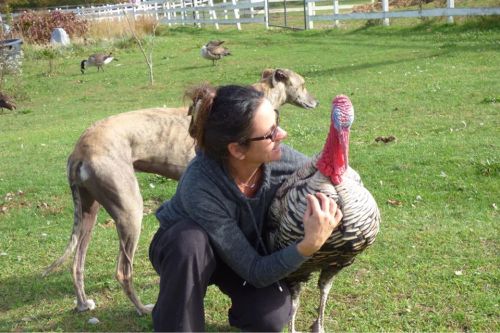 A woman hugs a turkey while a greyhound stands nearby in a grassy field.