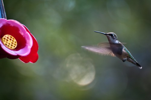 A hummingbird hovers near a bright red flower, with a blurred green background.