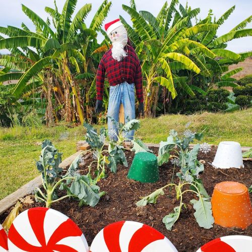 A scarecrow in a Santa hat stands in a garden with banana plants, surrounded by colorful pots and candy cane decorations.