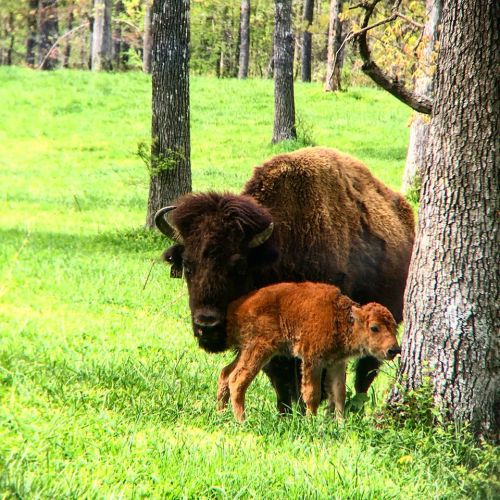 A bison and its calf stand together in a grassy field surrounded by trees.