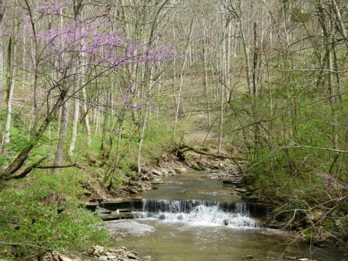 A serene stream flows through a lush forest, with blooming purple flowers and greenery surrounding the water.