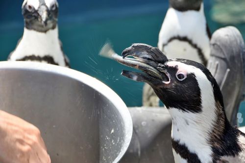 A penguin catches a fish near a feeding bowl, with other penguins in the background.