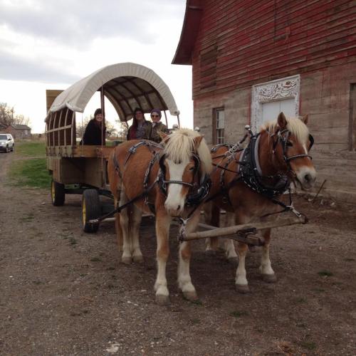 Two horses harnessed to a wooden wagon with people inside, parked near a rustic red barn on a cloudy day.