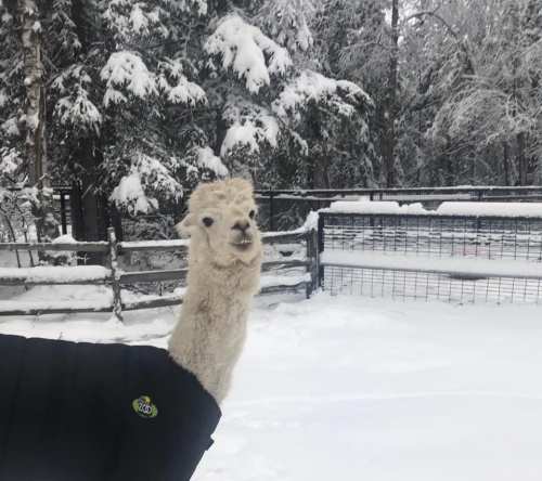 A llama wearing a black coat stands in a snowy landscape surrounded by trees and a fence.