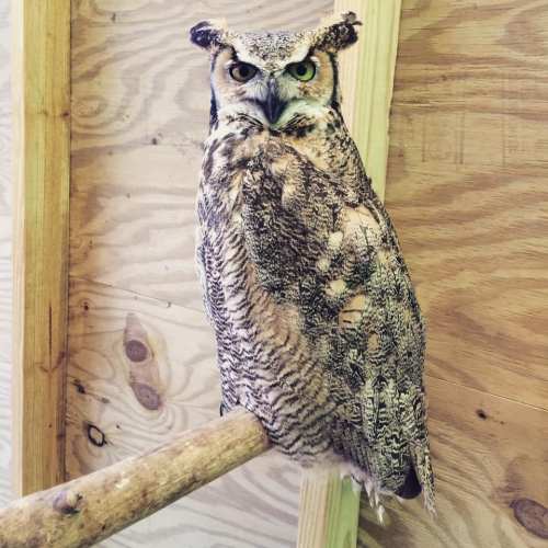 A majestic owl perched on a wooden branch, showcasing its detailed feathers and intense gaze.
