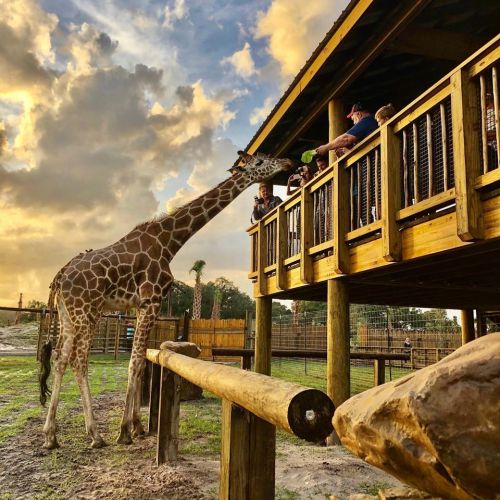 A giraffe reaches towards people on a wooden deck during sunset, with clouds and trees in the background.