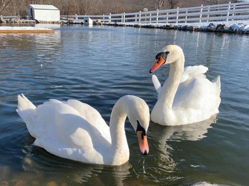 Two white swans swim gracefully in a calm pond, surrounded by a snowy landscape and a white fence in the background.
