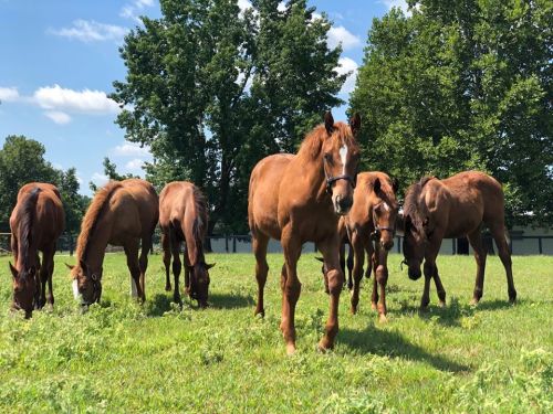 A group of brown horses grazing in a green field under a blue sky with scattered clouds.