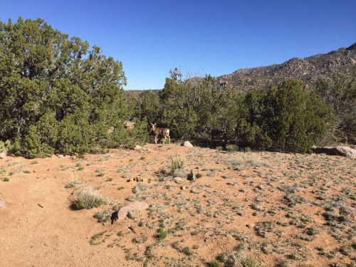 A deer stands among shrubs and trees in a rocky, arid landscape under a clear blue sky.