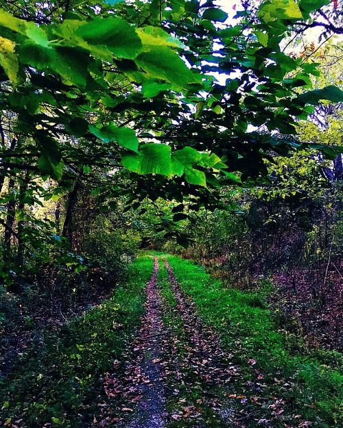 A serene dirt path winding through a lush, green forest with leaves overhead and scattered autumn leaves on the ground.