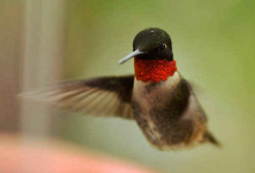 A hummingbird with a vibrant red throat hovering in mid-air, wings blurred from rapid movement.