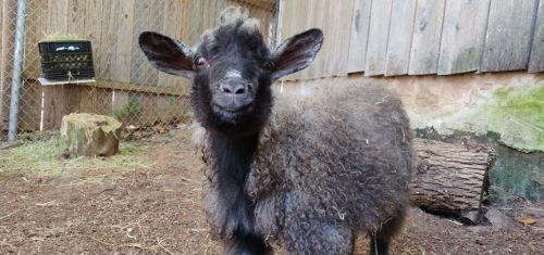 A fluffy black goat with curly fur stands in a pen, looking curiously at the camera.