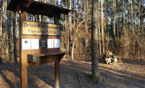 Sign for Driskill Mountain with elevation info, surrounded by trees and a stack of firewood nearby.