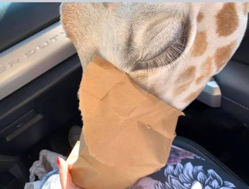 A close-up of a giraffe's face peeking over a brown paper bag held by a person in a car.