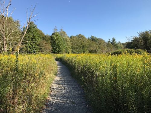 A winding gravel path through a field of tall yellow flowers and green trees under a clear blue sky.