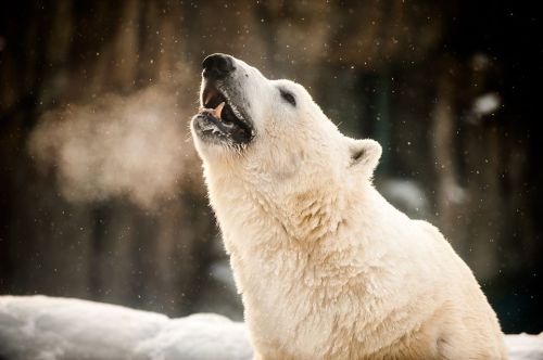 A polar bear with its mouth open, howling against a snowy backdrop, surrounded by falling snowflakes.