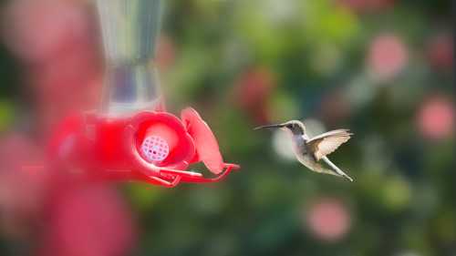 A hummingbird hovers near a red feeder surrounded by blurred pink flowers.