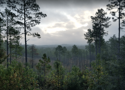 A misty forest landscape with tall pine trees and a cloudy sky, creating a serene and tranquil atmosphere.